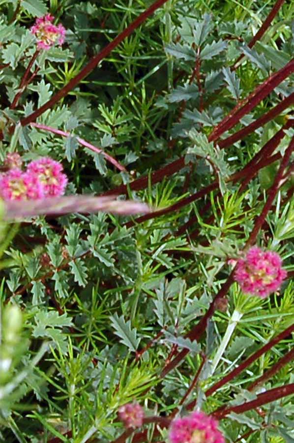 Fiore rosso Summano da id. - Sanguisorba sp.